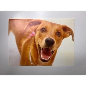 Bideawee Dog with Mouth Open Picture Happy Birthday Wishes Greeting Card